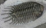 Crotalocephalus Trilobite With Axial Nodes - Jorf, Morocco #66948-4